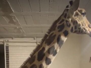 Benito conocerá este sábado a su nueva familia en Africam Safari