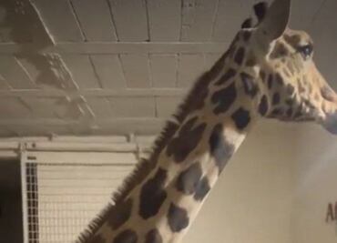 Benito conocerá este sábado a su nueva familia en Africam Safari