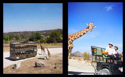 Este es el precio de los recorridos exclusivos en Africam Safari