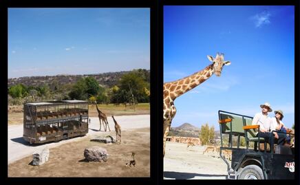 Este es el precio de los recorridos exclusivos en Africam Safari