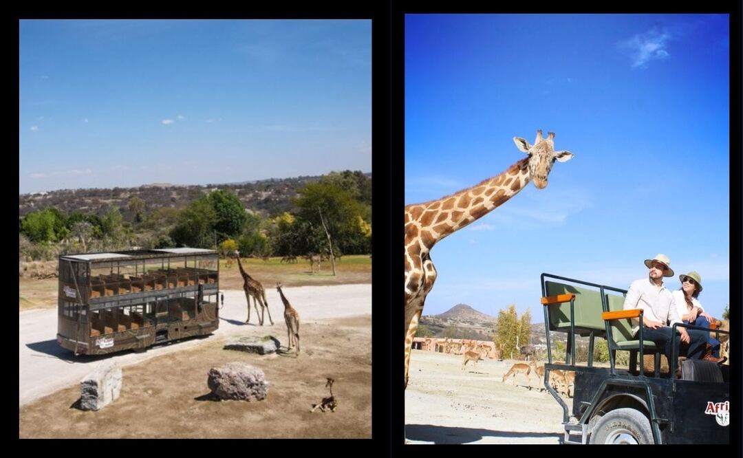 Recorridos exclusivos Africam Safari. Foto Africam Safari