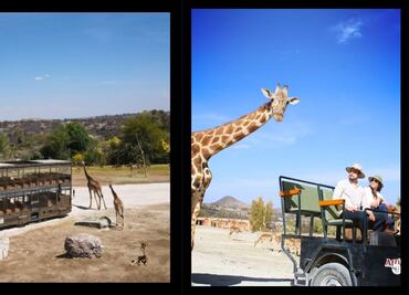 Este es el precio de los recorridos exclusivos en Africam Safari