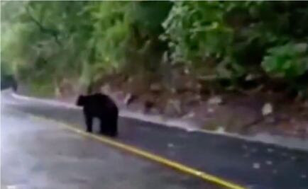 Indigna agresión con gas lacrimógeno a oso negro