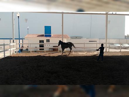 Equinoterapia en Puebla, un apoyo emocional para personas con discapacidad 