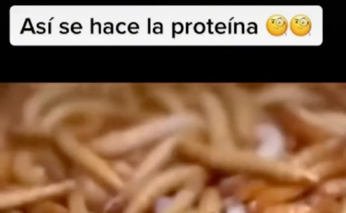 ¿La proteína está hecha de gusanos?
