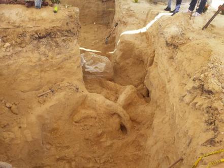 ¡Wow! Encuentran colmillo de mamut de casi 3 metros en Puebla