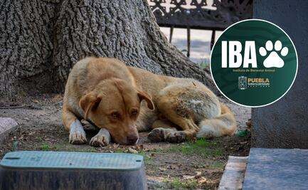 Patrulla arrastra a perro en Xochiltepec, investigan a policías por crueldad animal