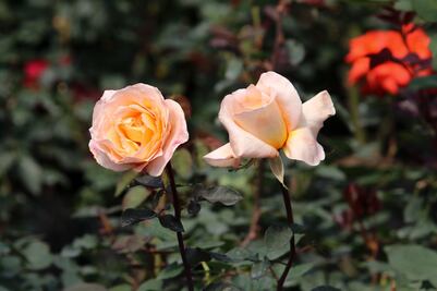 Se encarecen las rosas previo al 14 de febrero