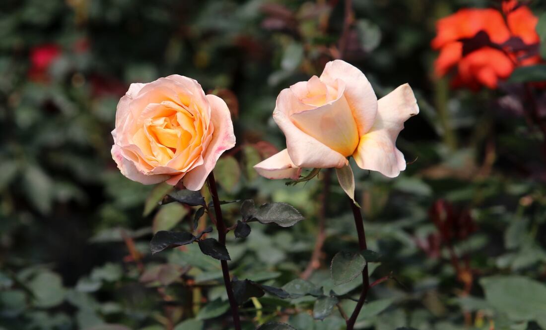 Los incrementos van del 40 al 100 por ciento. Foto: Cuartoscuro