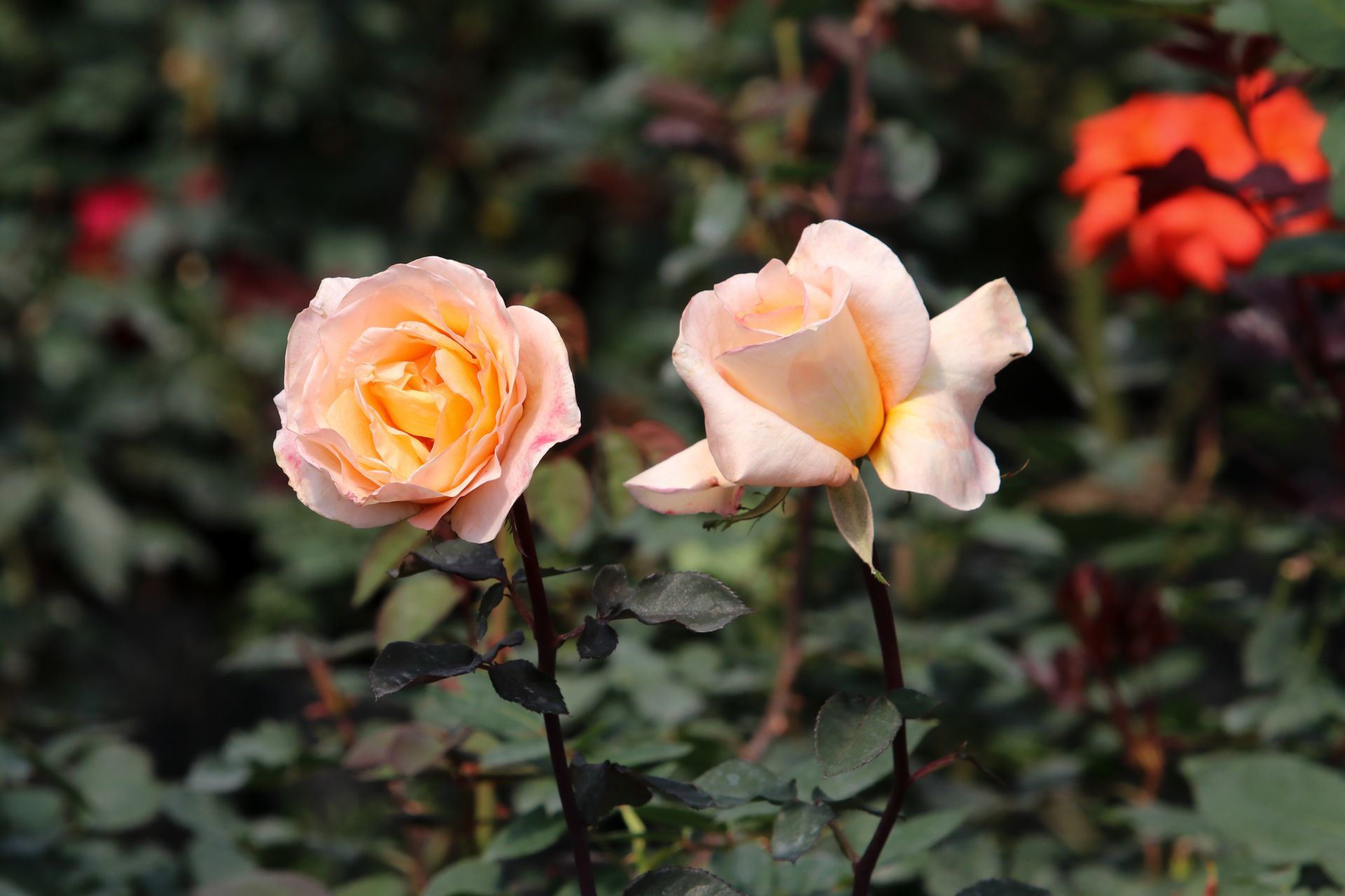 Se encarecen las rosas previo al 14 de febrero