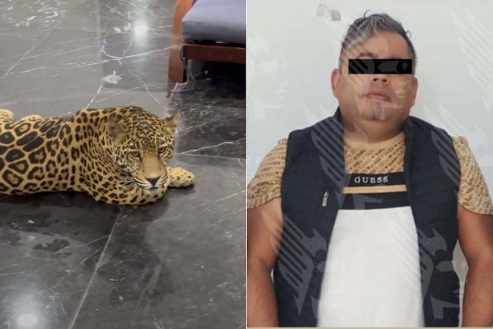 Un bebé jaguar fue rescatado de un inmueble en Puebla | Foto: TikTok / FGE