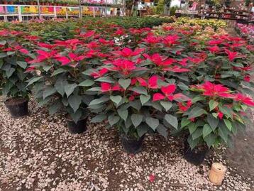 Lista la producción de Nochebuena en Puebla