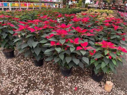 Venta de flor de nochebuena repunta en Atlixco