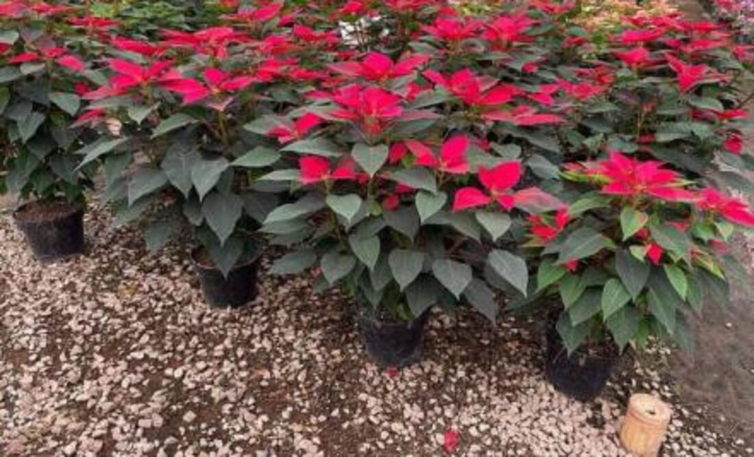 En municipios como Atlixco se produce bastante Nochebuena | aRCHIVO