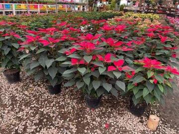 Lista la producción de Nochebuena en Puebla