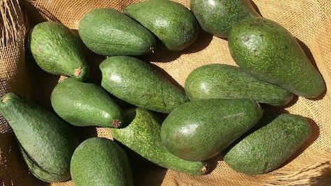 Este es el aguacate poblano que está en peligro de extinción