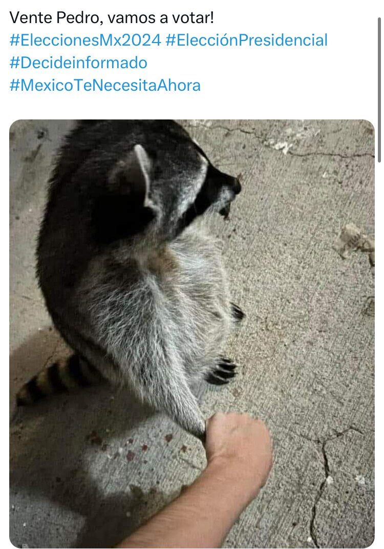 Memes de las Elecciones 2024 inundan las redes sociales | Canvas