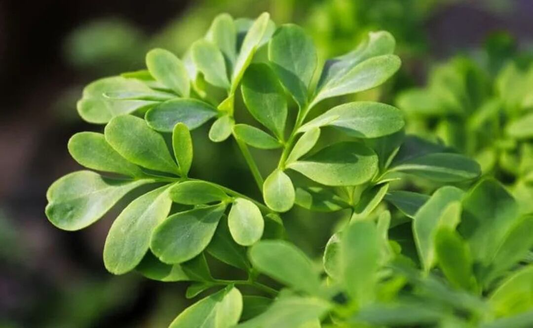 La Ruda: De la mitología a la ciencia moderna. Fuente: Freepik.