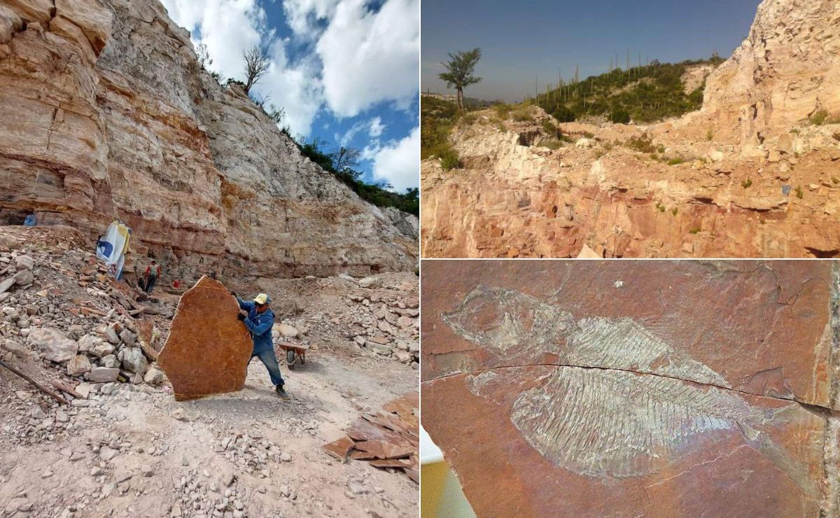 Cómo llegar al antiguo mar de Puebla donde encontraron varias criaturas