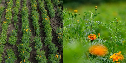 La lluvia afectó los sembradíos de cempasúchil en Atlixco y Tehuacán