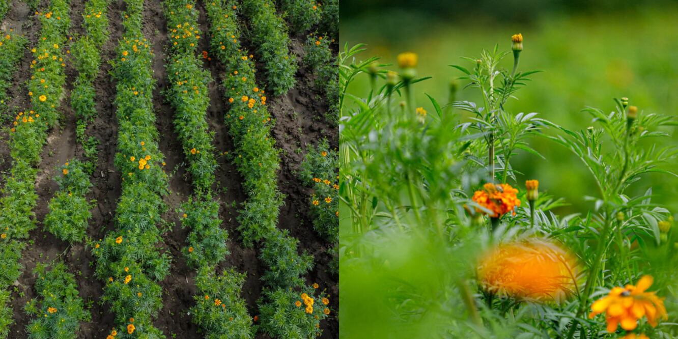 En riesgo la cosecha de flor de cempasúchil / Foto EsImagen