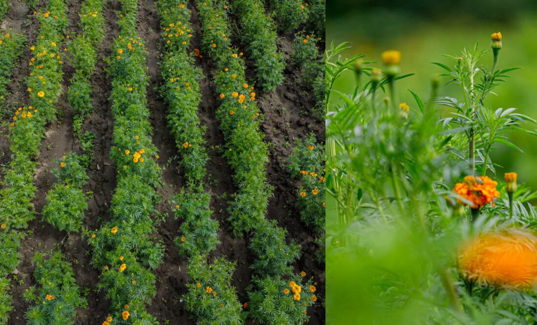 En riesgo la cosecha de flor de cempasúchil / Foto EsImagen