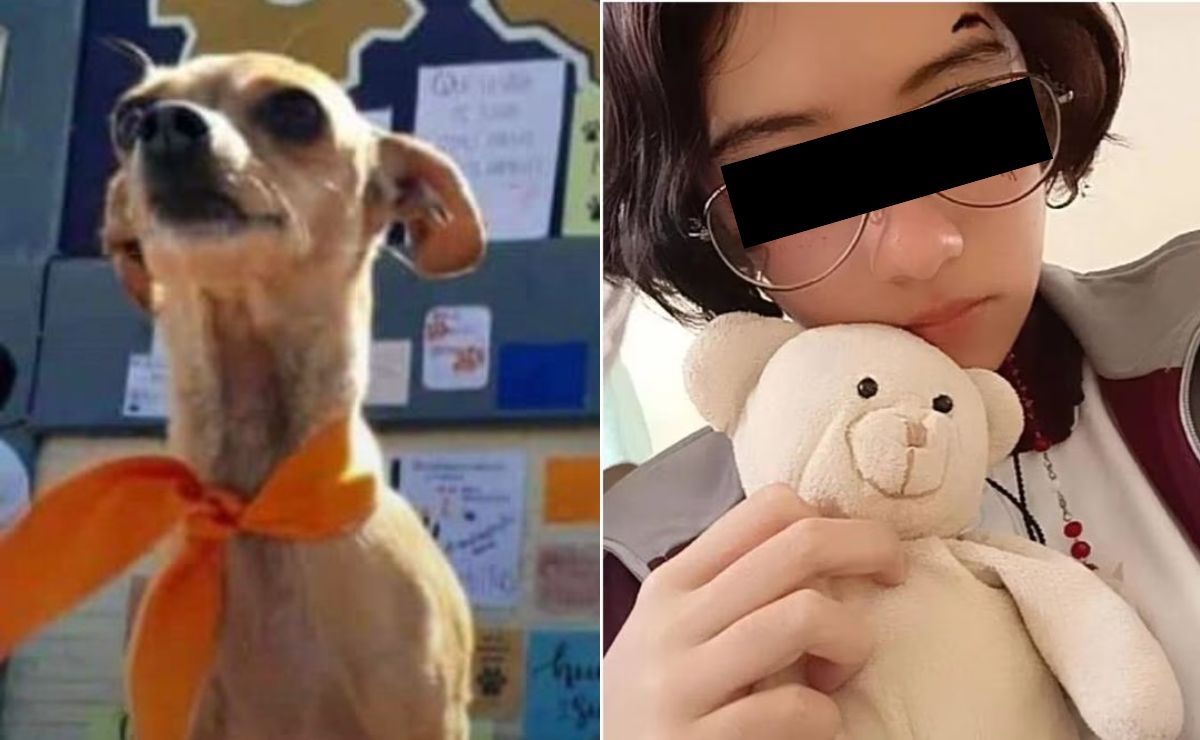 Esto es lo que más alarma del caso Huellitas, perrito asesinado en Huauchinango