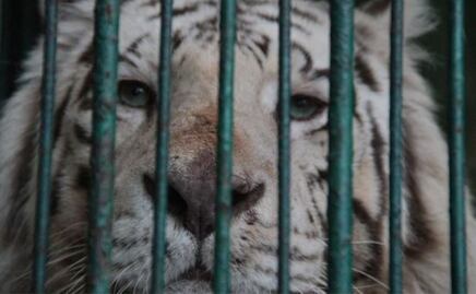 Políticos poblanos y su extraño gusto por los animales exóticos