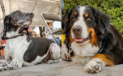 Laika y Klein. Ellos son los perros terapeutas que se integraron al SMDIF