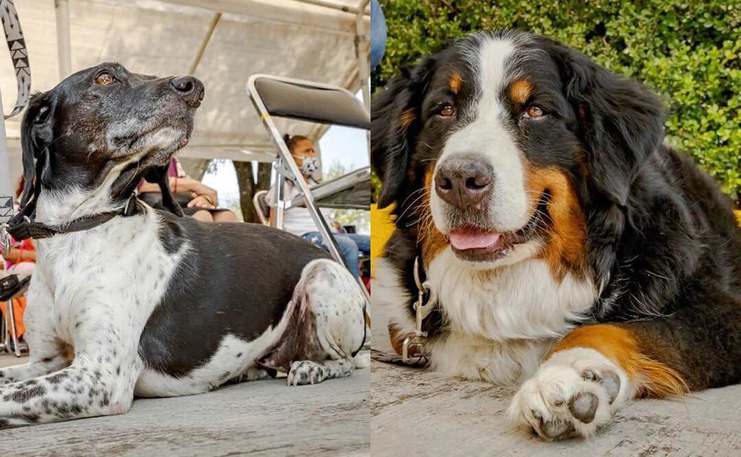 Los canes realizarán tareas de acompañamiento emocional. Foto: Ayuntamiento de Puebla