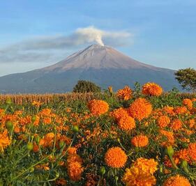 Una de cada dos flores de cempasúchil de los altares de México es poblana