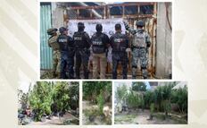 FGE asegura inmueble con cultivo de marihuana en Puebla