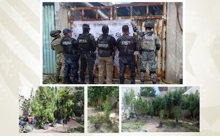 FGE asegura inmueble con cultivo de marihuana en Puebla