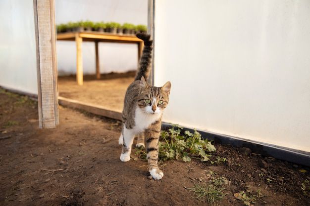 
El gato puede ser la compañía perfecta para quienes viven solos y pasan largos períodos fuera de casa, ya que estos animales están acostumbrados a estar solos durante horas sin inconvenientes. Su naturaleza independiente les permite no depender de paseos ni de salir a la calle para satisfacer sus necesidades, lo que facilita su cuidado. 


Foto: Producción El Universal Puebla 