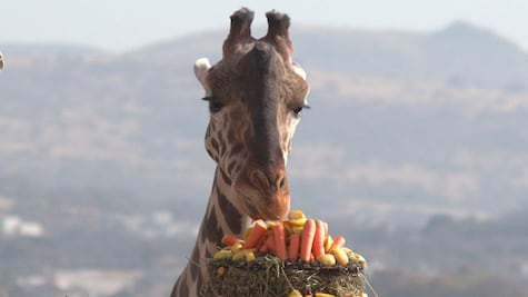 Esta es la dieta especial que tiene Benito la jirafa en Africam Safari