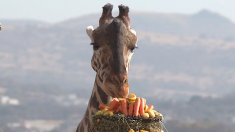 Esta es la dieta especial que tiene Benito la jirafa en Africam Safari