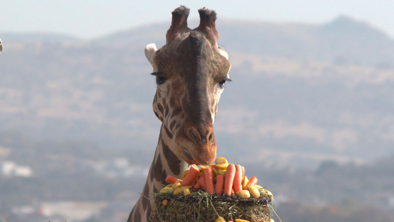 Esta es la dieta especial que tiene Benito la jirafa en Africam Safari