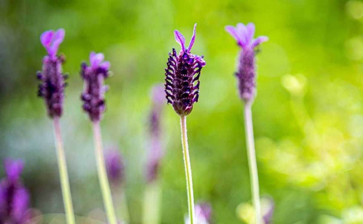 Conoce los campos de lavanda más hermosos de Puebla