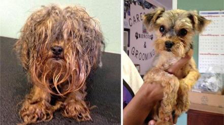 Feliz Día del Perro. Fotos sorprendentes del antes y después de su adopción