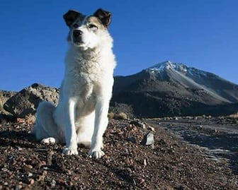 Citla, el perrito guardián de la montaña que aún es visitado por alpinistas 
