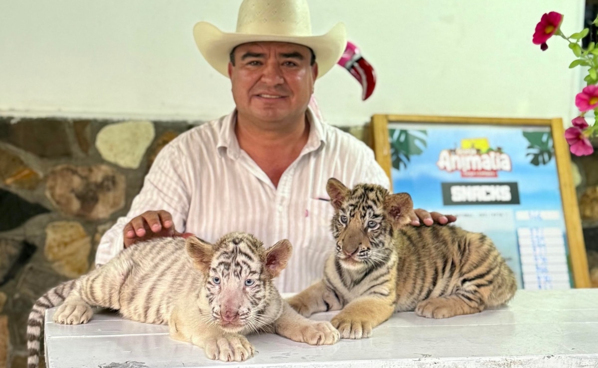 Formaba parte de la Granja Animalia, propiedad del presidente municipal de Xicotepec y su jaula, al parecer, se abrió debido al desbordamiento del río Chiquito I Foto: Especial