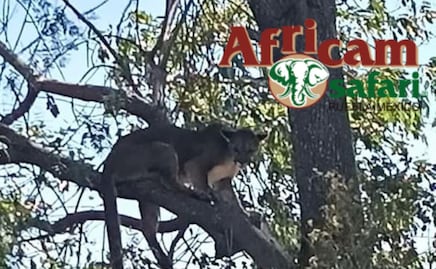 El puma “Jorge” es el nuevo amigo de la jirafa “Benito” en Africam Safari