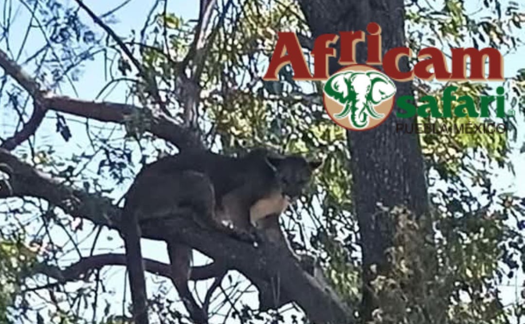 El puma "Jorge" estará bajo es resguardo de Africam Safari | Foto: Especial
