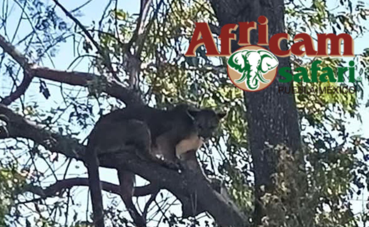 El puma “Jorge” es el nuevo amigo de la jirafa “Benito” en Africam Safari