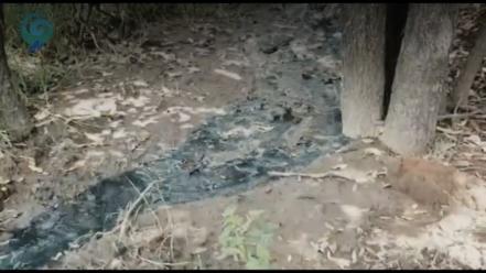 Denuncian ecocidio por fosa séptica en bosque de encino de Puebla