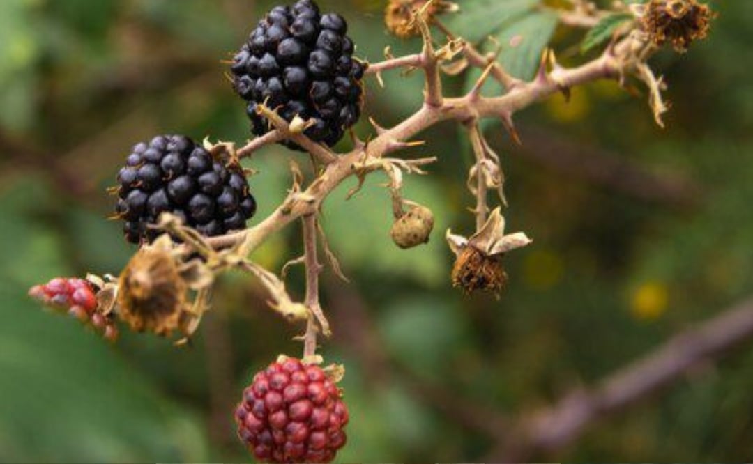 La Morera Negra: Una planta medicinal para el bienestar general. Fuente: Freepik.