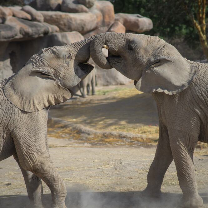 En Puebla puedes convivir con animales en zoológicos y santuarios | Foto: Facebook Africam Safari
