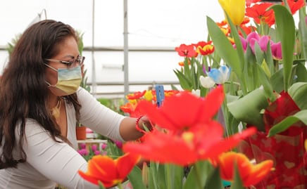 Alistan venta de tulipanes en Atlixco para el Día del Amor y la Amistad