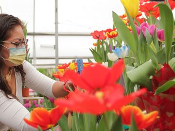 Alistan venta de tulipanes en Atlixco para el Día del Amor y la Amistad