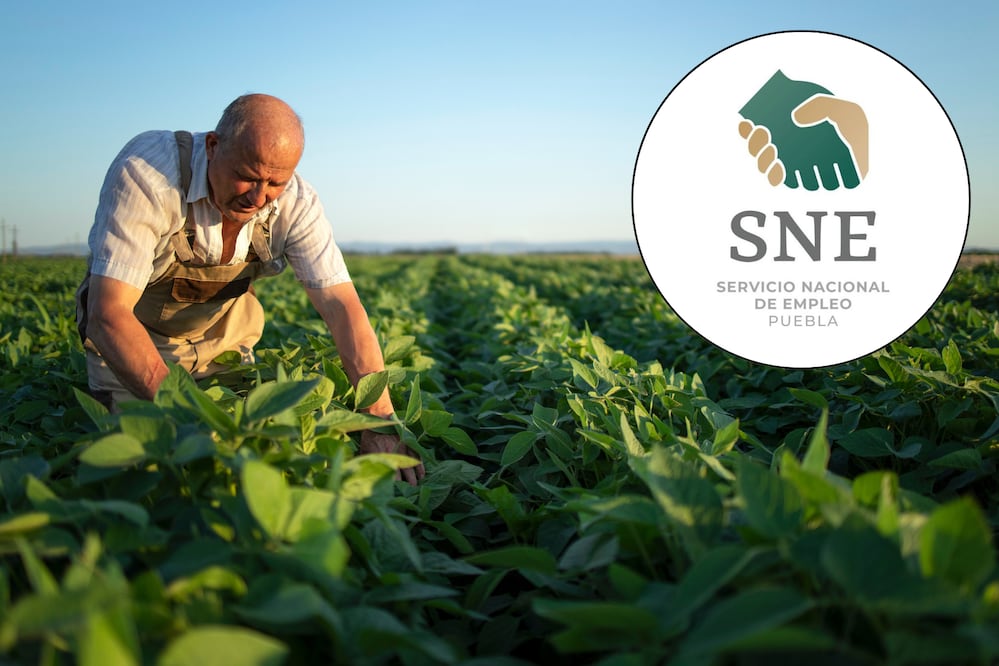 Los trabajadores seleccionados recibirán un salario mensual de $35 mil 400 pesos | Foto: Freepik / FB Servicio Nacional de Empleo Puebla